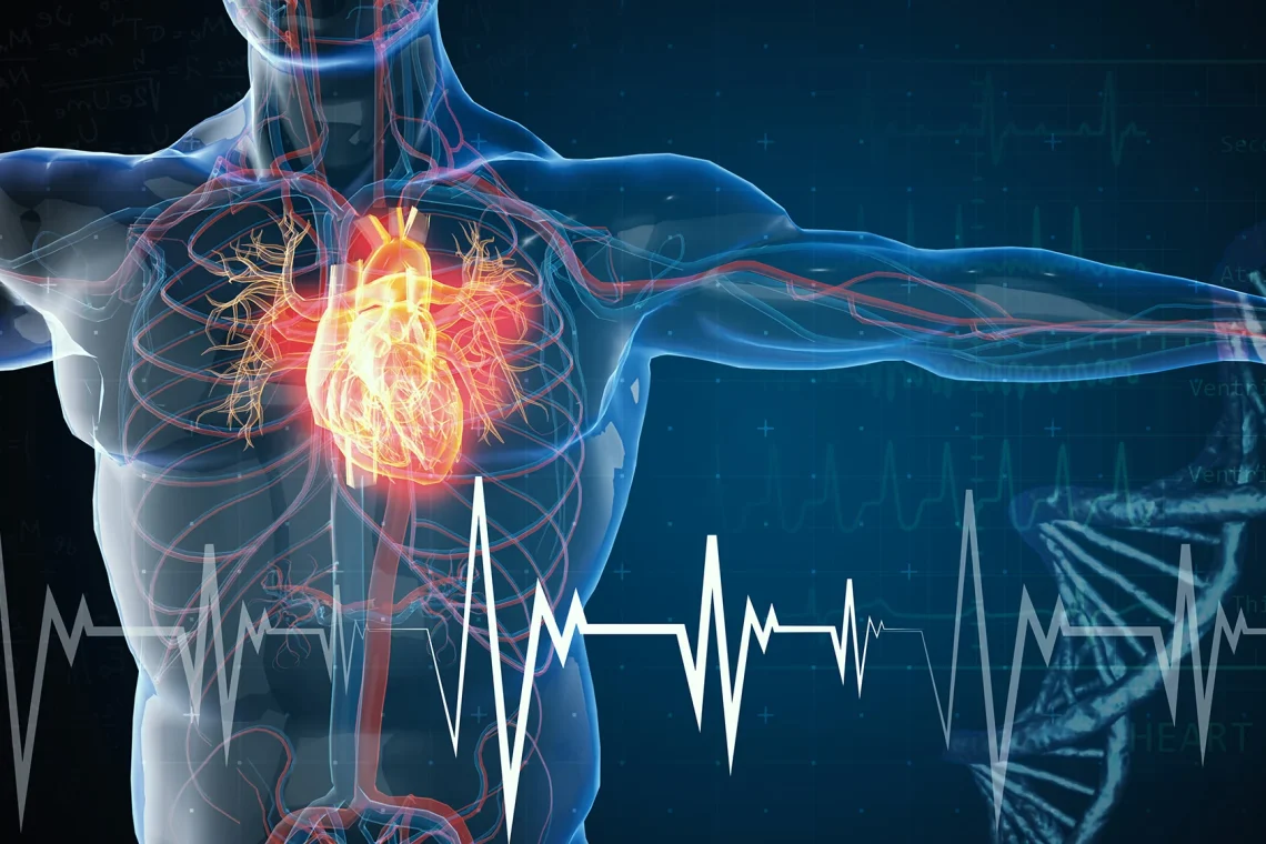 Strengthening the Heart Muscle and Circulatory System Through Nutrition and Exercise